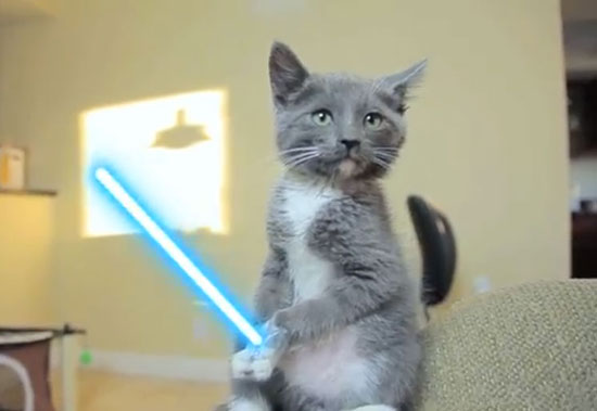 kittenlightsaber082811-thumb-550×379-69446